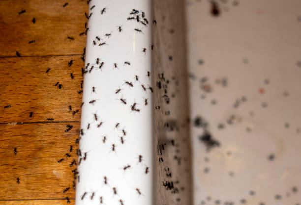 Best Affordable Pest Control Services  in Menard, TX