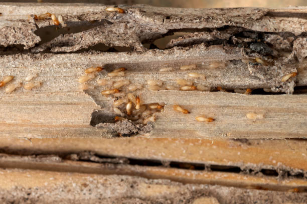 Best Termite Control Services  in Menard, TX