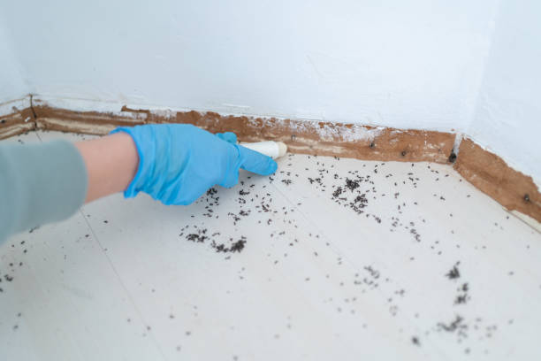 Best Flea Control Services  in Menard, TX